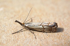 Chrysocrambus