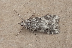 Eudonia lineola