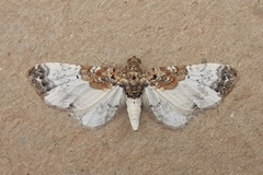 Eupithecia breviculata