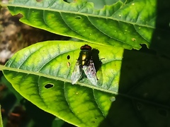 Lucilia