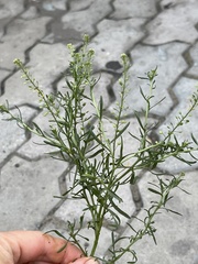 Lepidium ruderale