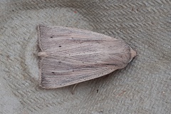 Mythimna pallens