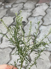 Lepidium ruderale