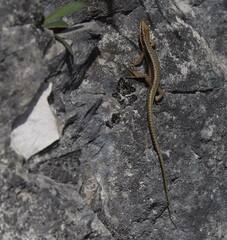 Iberolacerta horvathi