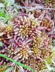 Sphagnum subnitens