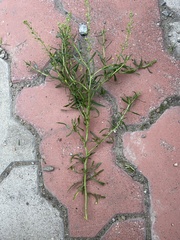 Lepidium ruderale