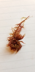Sphagnum subnitens