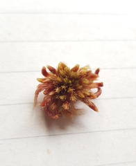 Sphagnum subnitens