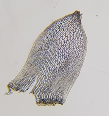 Sphagnum subnitens