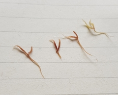 Sphagnum subnitens