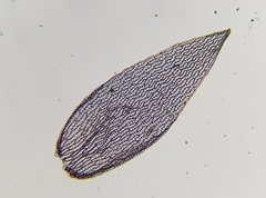Sphagnum subnitens