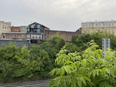 Acer negundo