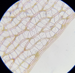 Sphagnum subnitens