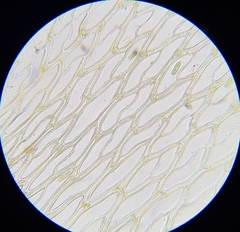 Sphagnum subnitens