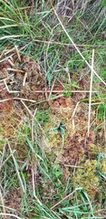 Sphagnum subnitens