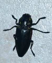 Chalcophora detrita