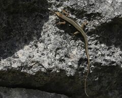 Iberolacerta horvathi