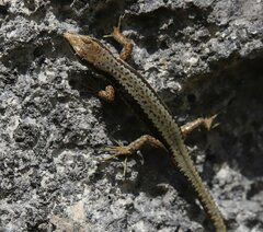 Iberolacerta horvathi