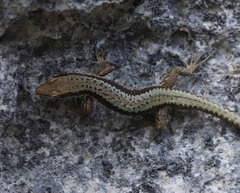 Iberolacerta horvathi