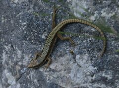 Iberolacerta horvathi