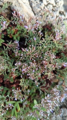 Limonium cordatum