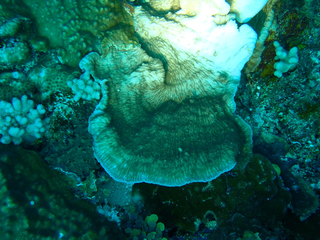 crispy crust coral