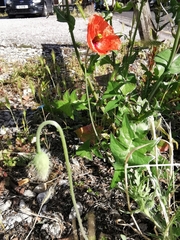 Papaver dubium