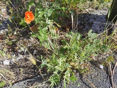 Papaver dubium