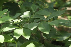 Rhamnus fallax