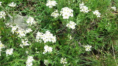 Achillea erba-rotta