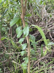 Spiraea prunifolia pseudoprunifolia