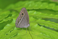 Mycalesis perseoides