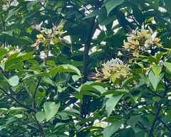 Crateva adansonii formosensis