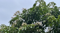 Crateva adansonii formosensis