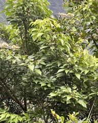 Crateva adansonii formosensis