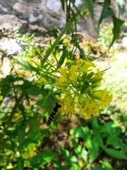 Sphaerophoria