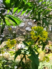 Sphaerophoria