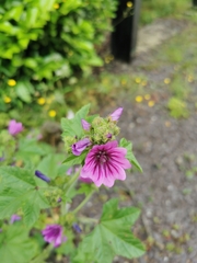 Malva sylvestris