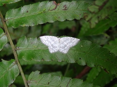 Leucodrepana serratilinea