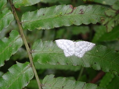 Leucodrepana serratilinea