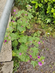Malva sylvestris