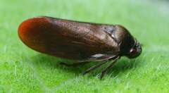 Eoscarta