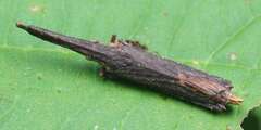 Nacolus