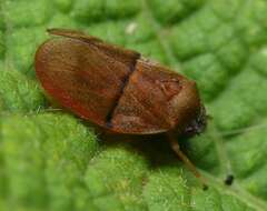 Paracercopis atricapilla