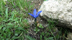Gentiana brachyphylla