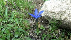 Gentiana brachyphylla