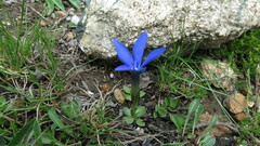 Gentiana brachyphylla
