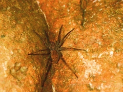 Pardosa sumatrana