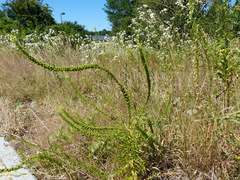 Reseda luteola