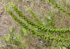 Reseda luteola